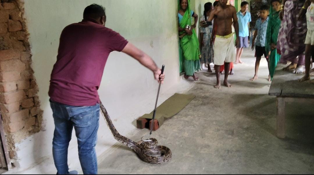 भूसीडीह गाँव मे एक घर से 10 फिट विशाल काय अजगर ने बनाया खरगोश को शिकार