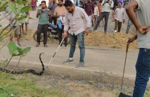 कोरबा सडक पर 10 फिट लम्बा किंग कोबरा का स्नेक कैचर जितेंद्र सारथी ने सुरक्षित रेस्क्यू कर छोड़ा जंगल में