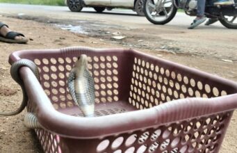 प्लास्टिक बास्केट में फंस गया था नाग, नोवा नेचर की टीम ने किया बड़ी सूझ बूझ से रेस्क्यु।