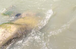 डेंगुरनाला पिकनिक स्पॉट में मिला व्यक्ति शव, इलाके में मचा हड़कंप