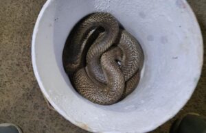 बाल्टी में घुस कर बैठ गया विशालकाय नाग,जितेन्द्र सारथी ने किया सफल रेस्क्यू।