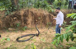 पासरखेत में 13 फिट का विशाल काय किंग कोबरा, कोरबा वन जितेंद्र सारथी ने किया गया सफल रेस्क्यु।
