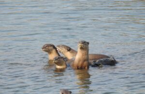 इंद्रावती टाइगर रिज़र्व में मिला स्मूथ-कोटेड ऑटर (ऊदबिलाव) छत्तीसगढ़ से पहली फोटोग्राफिक पुष्टि