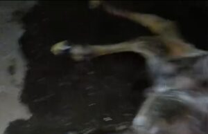 कुसमुंडा में चमत्कार जैसा मामला गाय ने दो सिर वाले बछड़े को दिया जन्म जन्म के कुछ देर बाद हुई मौत